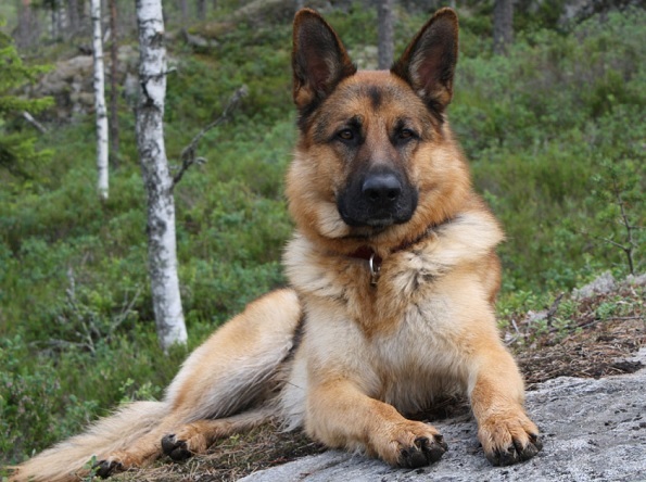 Top 10 en akıllı köpek ırkları: Alman Çoban