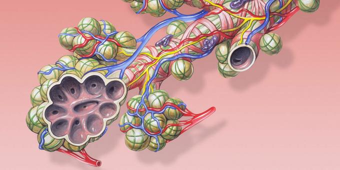 İnsan vücudu gerçekleri: alveolleri germek çok büyük bir alan yaratır