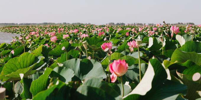 Astrahan'da Lotus tarlaları