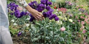 Fideler için eustoma ekimi: çiçeklerin zaten Haziran ayında olması için ne zaman ve ne yapılmalı