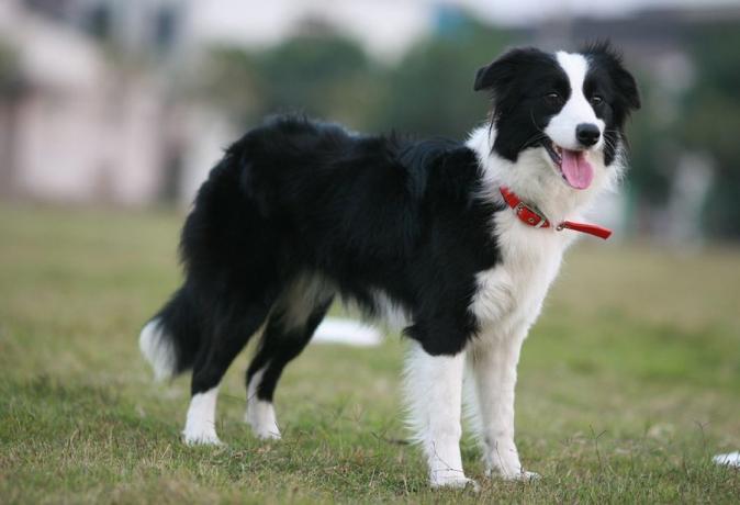 Top 10 en akıllı köpek ırkları: Border Collie