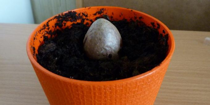 Nasıl bir taştan bir avokado büyümeye: taş tencerede