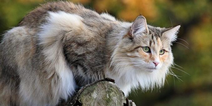 Büyük kedi ırkları: Norveç Orman