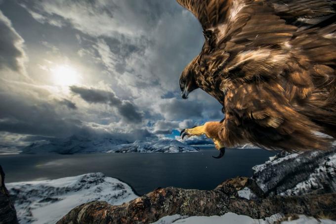 Yılın Doğa Fotoğrafçısı göre 2019 yılında doğanın en iyi fotoğraflar 20