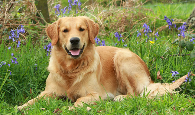 Top 10 en akıllı köpek ırkları: Golden Retriever