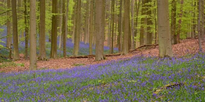 Les Hallerbos, Belçika: Nerede Avrupa'da gitmek için