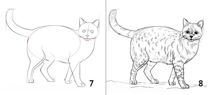 Nasıl bir kedi çizmek için