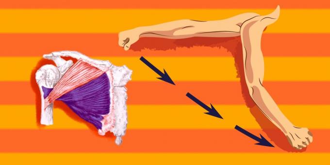 göğüs kaslarında Egzersizler: pektoral kas alt kısmından daha yüklemek, ileri ve aşağı çevirmek için omuz doğru ayrılan gelmiş