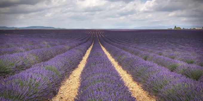 Avrupa'da gitmek için: Lavanta sahası, Provence, Fransa