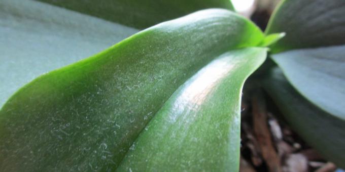 orkide sulamak için: yapraklar üzerinde toz kurtulmak için, duş bitki için düzenleme