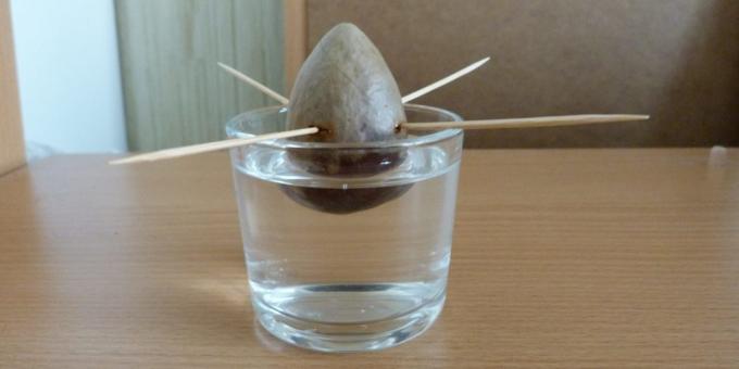 Bir taş bir avokado büyümek için: Suda taş