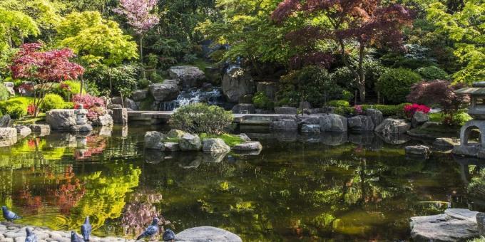 Londra'da görmek Ne: Holland Park'ta Japon Kyoto Garden