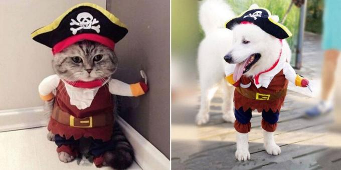 Köpekler ve kediler için Noel kostümleri: Kabarık Korsan