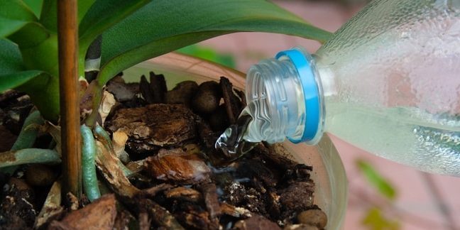 Suya orkide Nasıl: su döküldüğü zaman bitkinin kendisine almaya çalışın