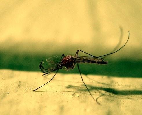 böceklerden kendilerini korumak için nasıl Halk sivrisineklere karşı çareler, tavsiye