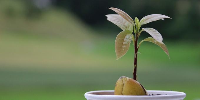 Nasıl bir taştan bir avokado büyümeye: Sürgünler