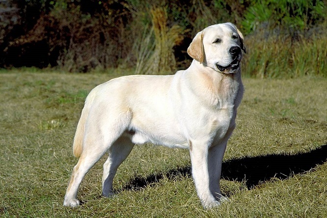 Top 10 en akıllı köpek ırkları: Labrador Retriever