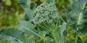İyi bir hasat için brokoli nasıl ekilir ve bakımı yapılır
