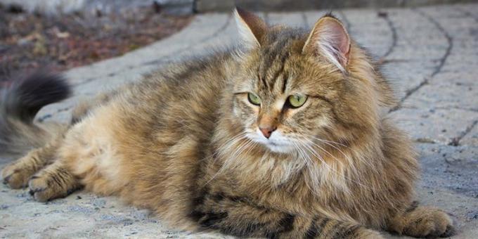 Büyük kedi ırkları: Sibirya
