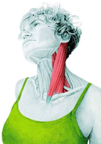 Boynun yan fleksörlerinin gerilmesini: germe Anatomisi
