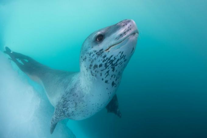 Antarktika: leopar fokunun fotoğrafı