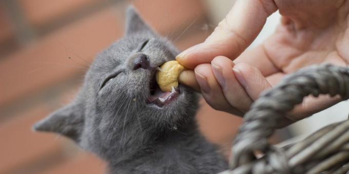 Rus mavi kedisi nasıl beslenir