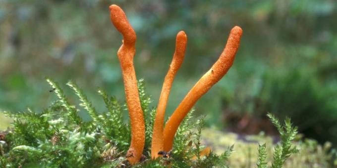 Popüler adaptogens: Cordyceps