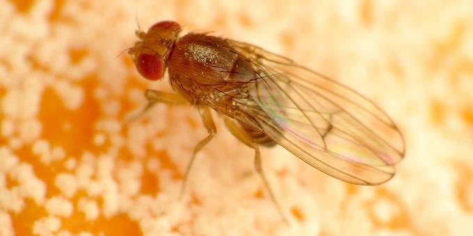 Nasıl oda renklerde akreplerin kurtulmak için: Drosophila