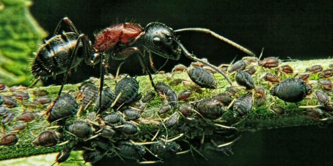 Hayvanlar hakkındaki yanılgılar ve ilginç gerçekler: Dünyanın en güçlü canlısı karıncadır