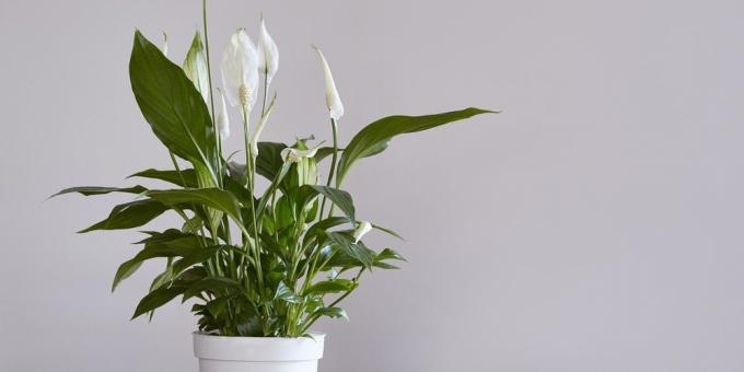 bitkiler iddiasız: Spathiphyllum