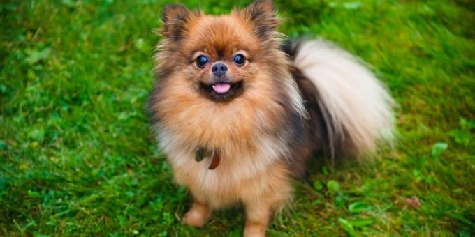 Daireler için köpek doğurmak: Pomeranian