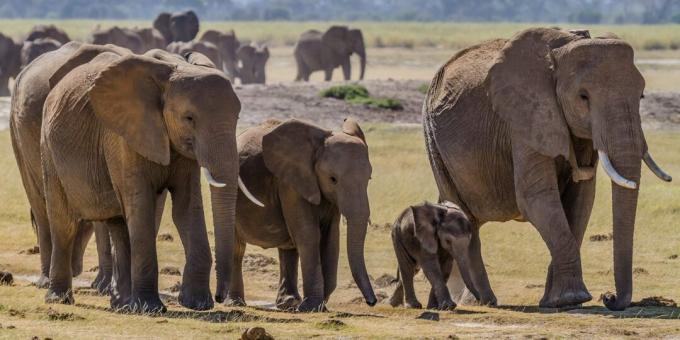 Hayvanlarla ilgili yanılgılar ve gerçekler: Yaşlı fillerin ölmek için özel bir yeri var