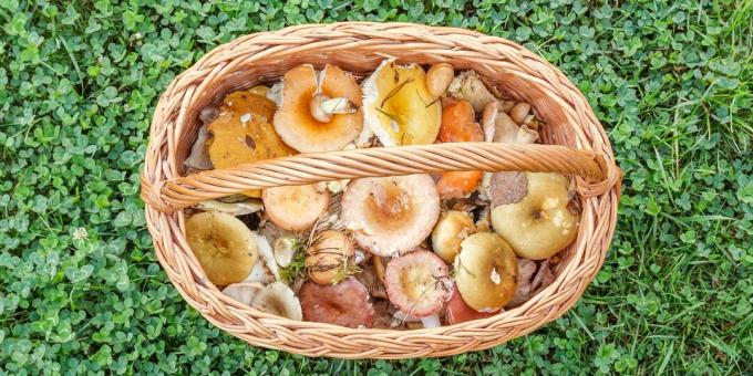 Russula nasıl ve ne kadar pişirilir: taze russula