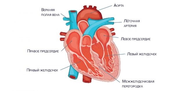 kalbin anatomisi