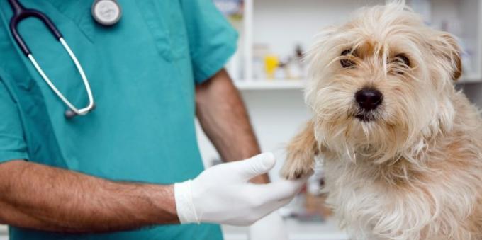 veteriner düzenli ziyaretler köpek birçok sağlık problemini çözecektir