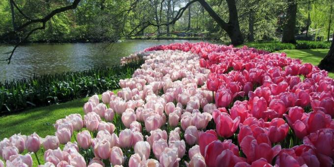 Bahçe Keukenhof, Hollanda: Nerede Avrupa'da gitmek için