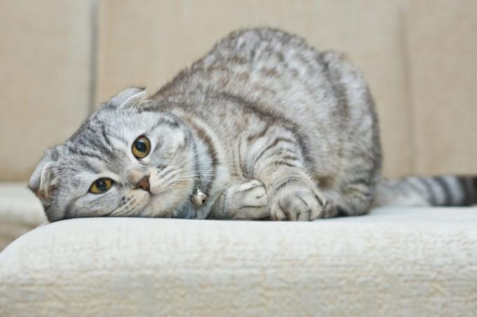 Akıllı kedi ırkları: Scottish Fold