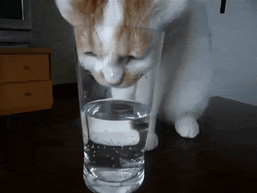 Kedi içme suyu