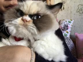 Grumpy Cat 2.0: Yeni huysuz kedi interneti fethediyor