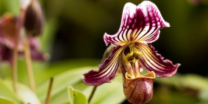 orkide Pafiopedilum bakımı için nasıl