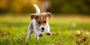 Bir köpek yavrusu ile hayatınız nasıl değişecek: Acemi köpek yetiştiricilerinin 7 ana korkusu