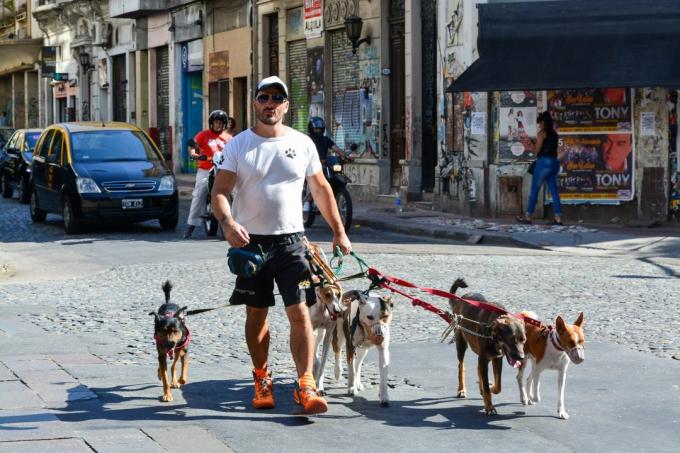 Arjantin ziyaret edin: Köpekler