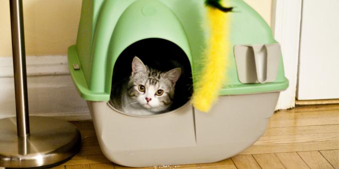Disk tepsisini kapatmak için bir yavru kedi öğretmek nasıl