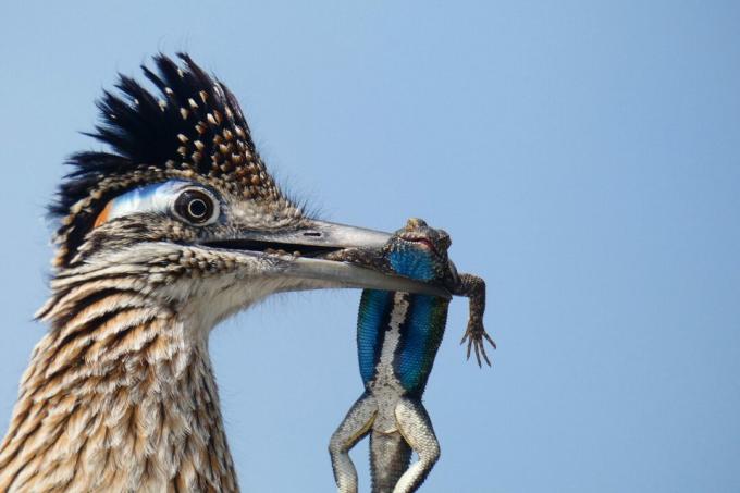 Ulusal Audubon Topluluğu yarışmasından en iyi kuş fotoğrafları