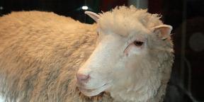 Koyun Dolly'den beri klonlama dünyasında neler değişti