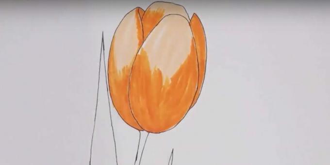 Bir lale nasıl çizilir: tomurcuğu turuncuya boyayın