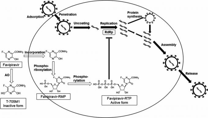 Avifavir'in geliştirildiği temelinde favipiravirin etki mekanizması