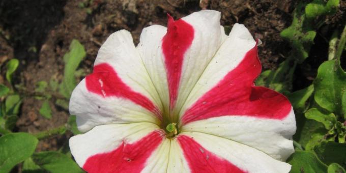 Tarh iddiasız çiçekler: Petunya grandiflora