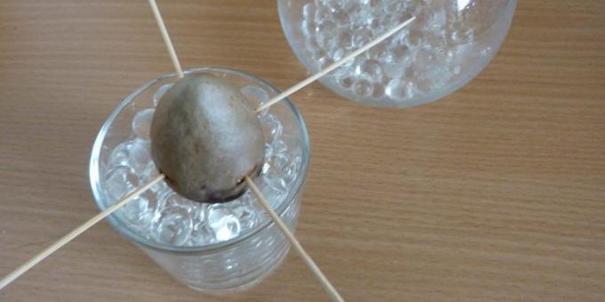 Nasıl bir taştan bir avokado büyümeye: taş hidrojel ile bir bardak