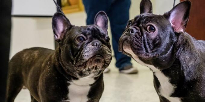 Fransız Bulldog: bir daire için köpek ırkı 